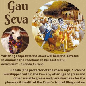 10 Cows for 1 Day Gau Seva